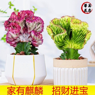 多肉植物玉麒麟盆栽室内特大号带根花卉美观仙人掌摆件彩麒麟