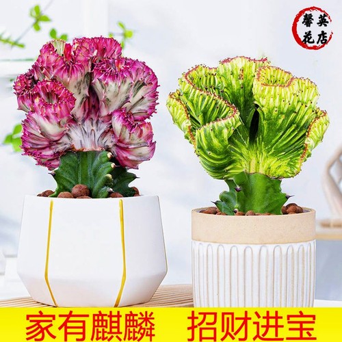 彩玉麒麟室内摆件美观