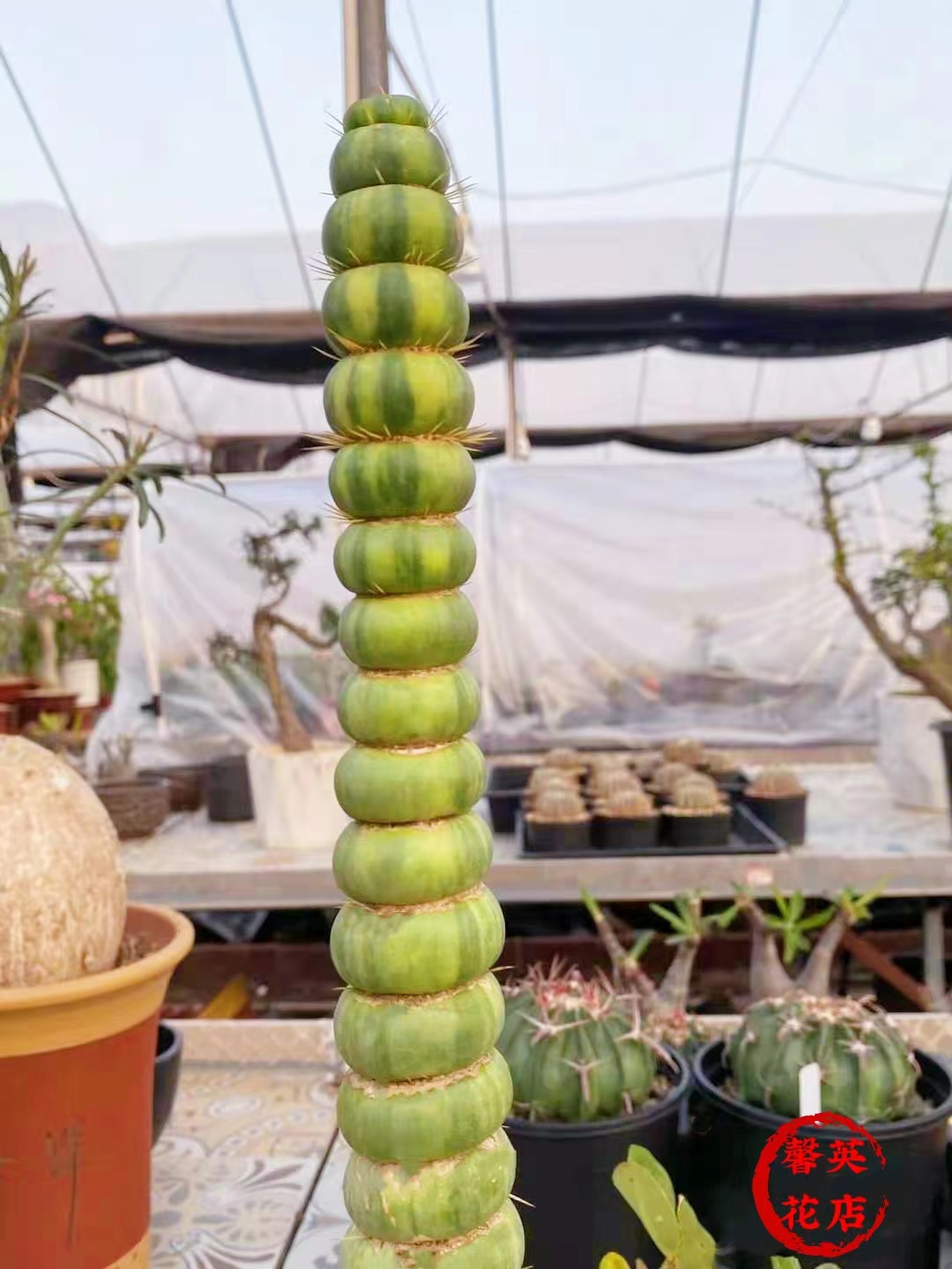 绿竹仙人柱仙人掌罕见无刺美观