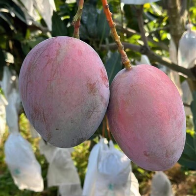 攀枝花凯特芒果9斤大果新鲜现摘
