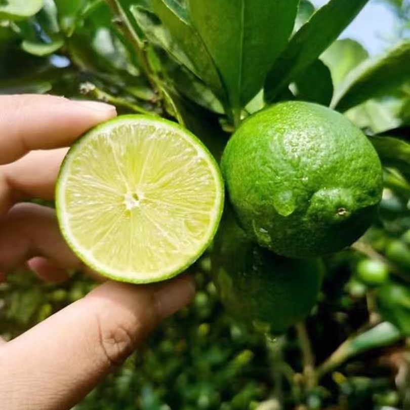 云南塔希提无籽香水柠檬鲜果小青柠酸柠皮薄多汁酒吧饮品同款爆款