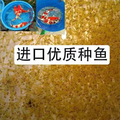 正宗日本锦鲤水花鱼苗活体淡水养殖三色昭和大正冷水红白招财小鱼