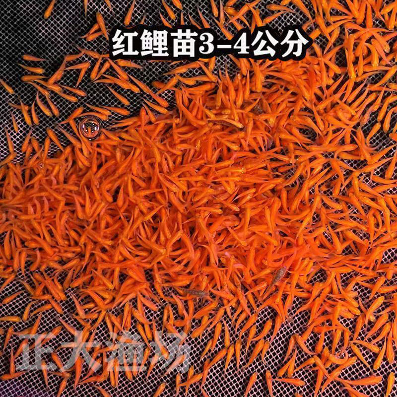 优质兴国红鲤鱼鱼苗活体可食用鱼淡水鱼冷水鱼凶猛肉食性路亚鱼