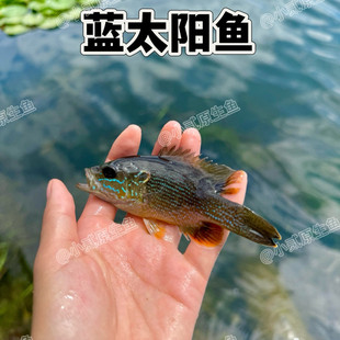 太阳鱼苗 金色鱼杂交苗宠物鱼观赏鱼 淡水路亚鱼养殖专用渔场直销