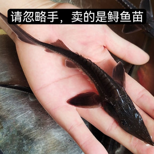 鲟鱼苗中华观赏鱼淡水养殖可食用尖嘴鲟大型冷水鱼鲟龙鱼苗杂交鲟