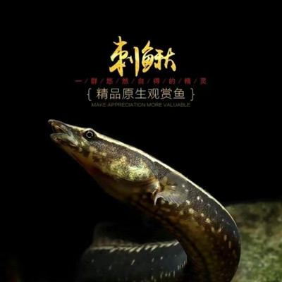 中华刺鳅鱼苗水花大刺鳅淡水刀鳅苗水花沙鳅鱼钢鳅刀鳅石锥鱼苗