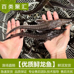 优质鲟鱼鱼苗活体淡水养殖可食用中华观赏鲟尖嘴鲟冷水鲟龙鱼