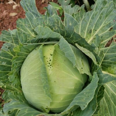 重庆莲花白农家自种菜圆白包菜包心菜甘蓝新鲜蔬菜卷心菜5斤包邮