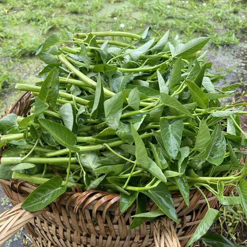 空心菜新鲜2斤3斤包邮重庆农家藤藤菜蕹菜蓊菜通心菜无心菜空筒菜