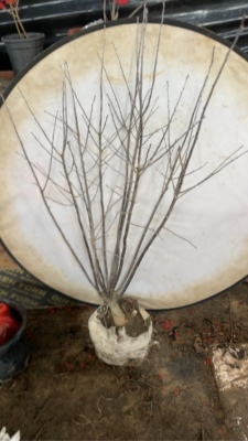 雄树北美冬青授粉树北美冬青公树