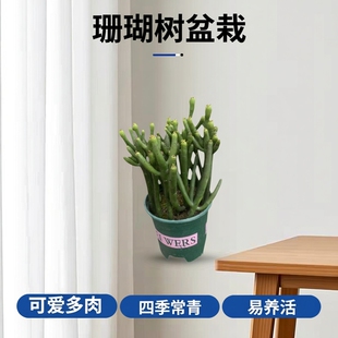 珊瑚树小盆栽可爱多肉植物光树膨珊瑚植物室内桌面四季好养盆栽