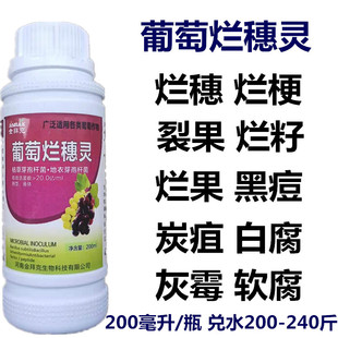 葡萄专用烂穗灵白腐黑疽房枯穗轴黑痘烂穗烂果粒烂梗裂果芽孢杆菌