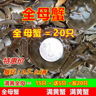 全母蟹鲜活20只小螃蟹香辣蟹小毛蟹活蟹小闸蟹醉蟹小河