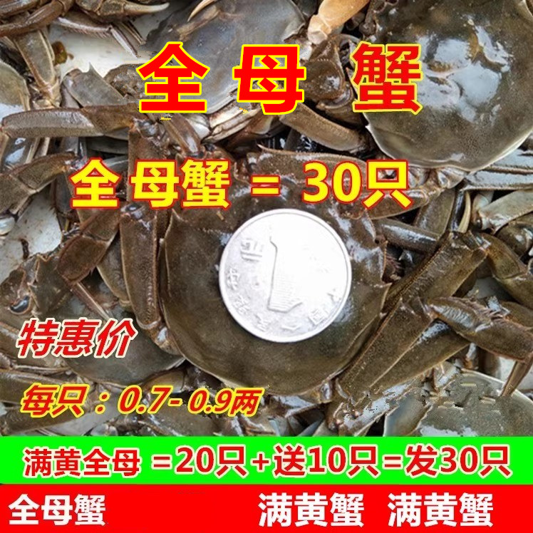 全母30只三元鲜活小螃蟹高质量蟹