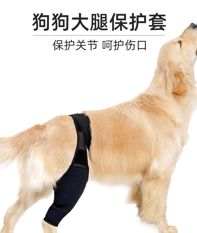 狗狗大腿护具膝盖髌骨韧带护理