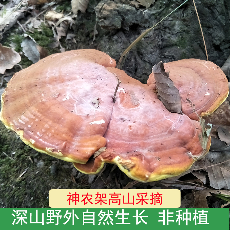 神农架新货野生大灵芝野生赤灵芝整枝深山灵芝野生大个头灵芝摆件