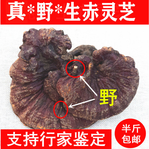 深山野生灵芝野生赤灵芝新货林芝