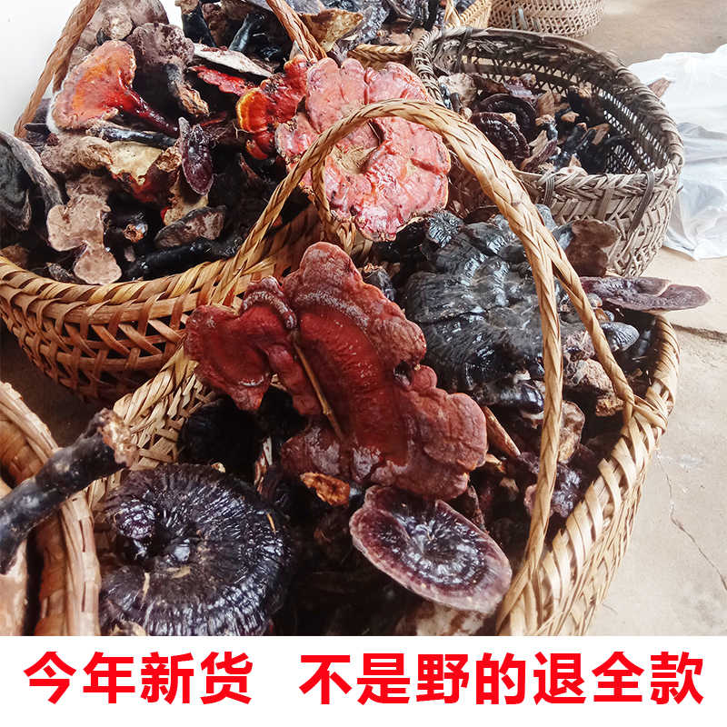 灵芝片紫芝深山整枝新货野生紫灵芝野生赤灵芝林芝黑灵芝250g