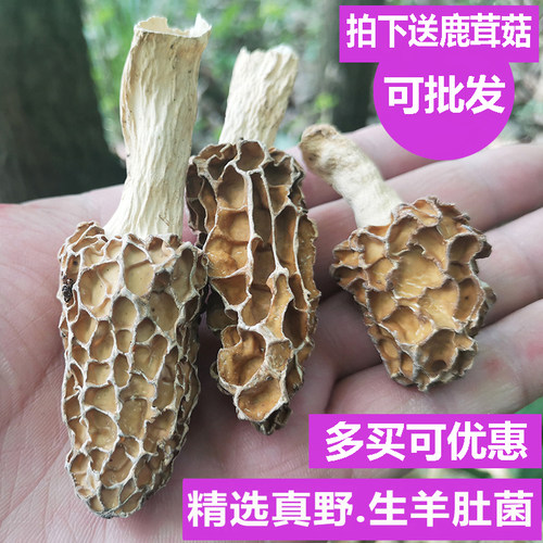 神农架特产羊肚菇野生羊肚菌特产野生羊肚蘑新鲜干货500g煲汤蘑菇 - 封面