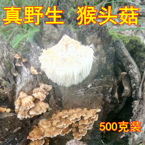 野生猴头菇干货深山采摘干货蘑菇