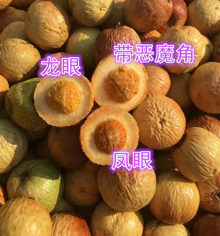 2021年新青皮凤眼菩提里面有凤眼麒麟眼恶魔眼五星上将