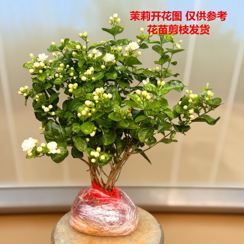 茉莉木本植物庭院夏秋季花开香