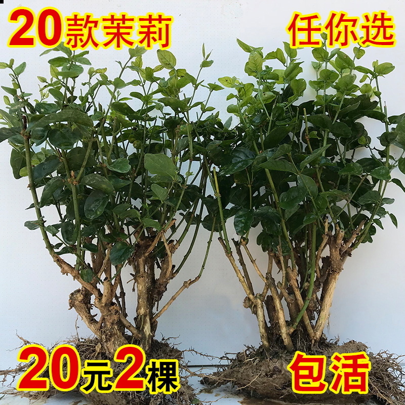 花卉單方療疾薈萃