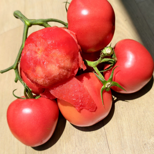 攀枝花老品种番茄米易露天沙瓤西红柿现摘新鲜自然熟露天水果番茄