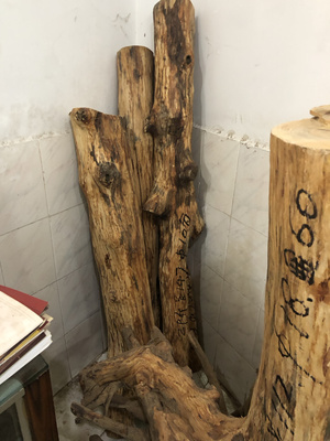 印度老山檀香木