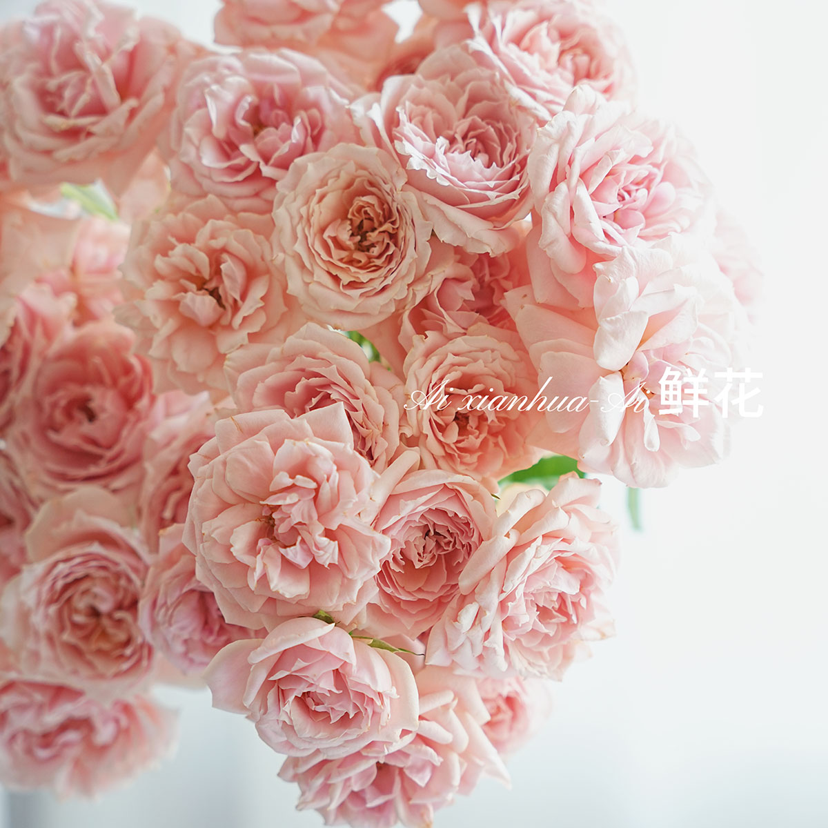 渐变色系杏粉色拉拉队多头玫瑰花