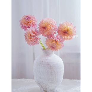 进口王炸色神秘美妙香槟三文鱼色花火大丽花鲜花插花水养云南直发