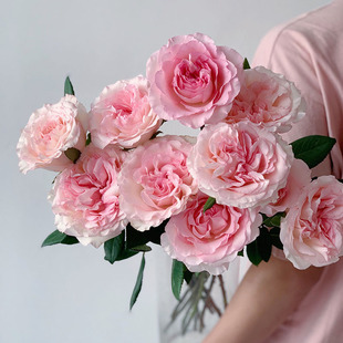 超美奥斯汀花型香奈儿洛神玫瑰鲜花束白粉色系双色渐变插花水养云