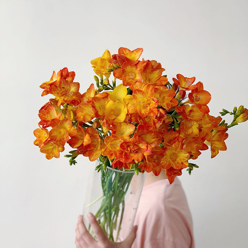 又香又甜香雪兰鲜切花小苍兰鲜花