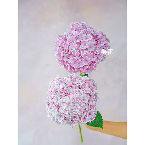 粉色花边稀有限定款蒙娜丽莎绣球