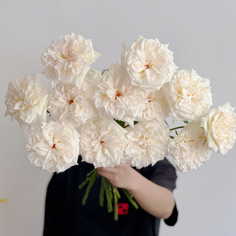 奥斯汀花型易开有香味