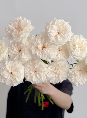 花园玫瑰花型有香味开放度大白色荔枝玫瑰鲜花插花水养节日送花