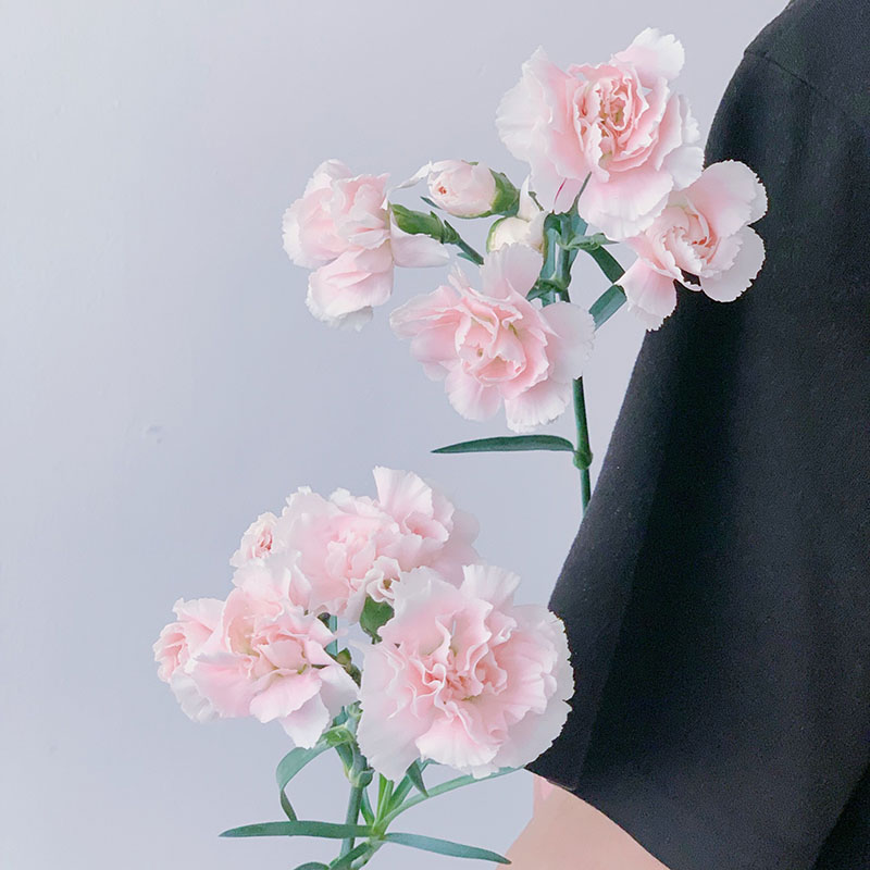 进口仙气康乃馨家用水养鲜花花束