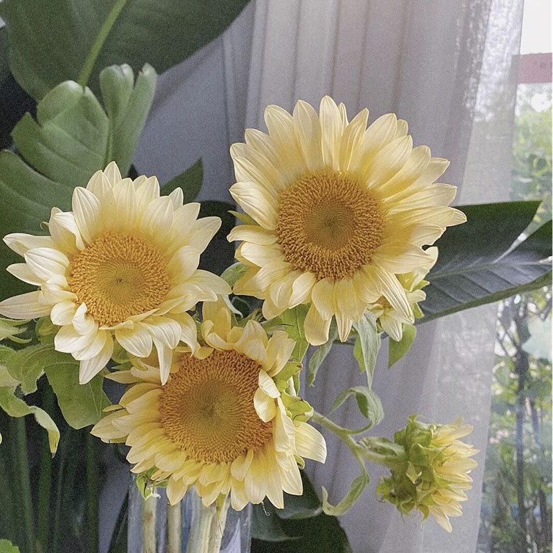 奶油色油画向日葵鲜花礼品节日