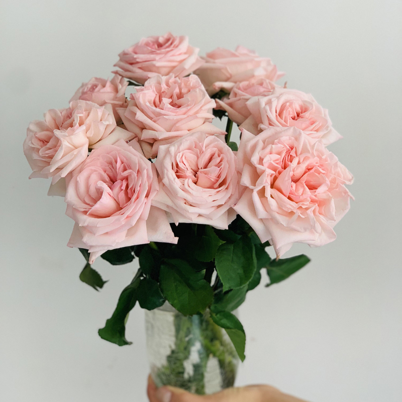 云南荔枝玫瑰鲜花白色粉色玫瑰 香味浓郁家庭插花鲜花速递3把包邮