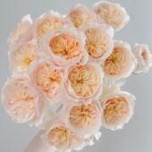 盛世美颜Juliet朱丽叶玫瑰鲜花奥斯汀花型高级感节日送花顺丰空运