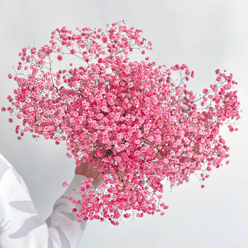 西瓜红色满天星鲜花新鲜真花云南昆明斗南直发节日送人可做干花顺