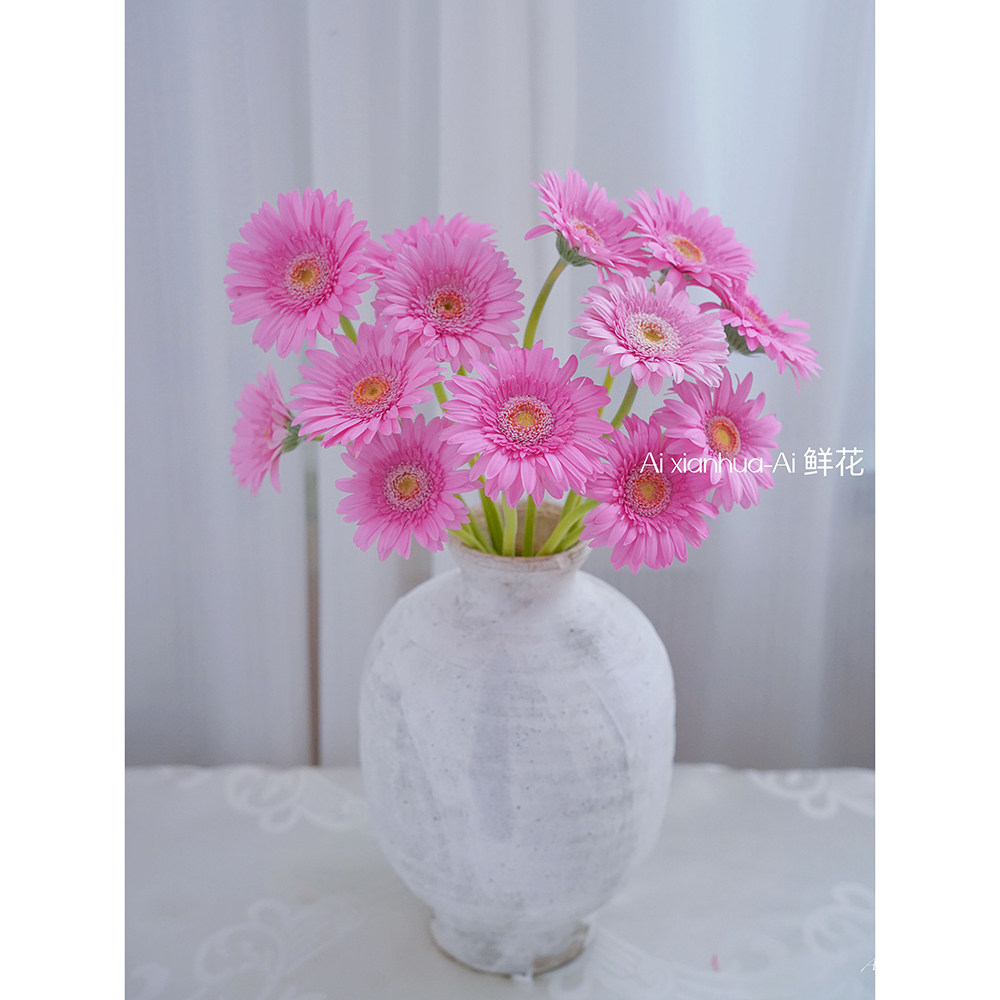 进口高级水粉粉色冰玉扶郎花鲜花插花水养弗朗花非洲菊云南直发