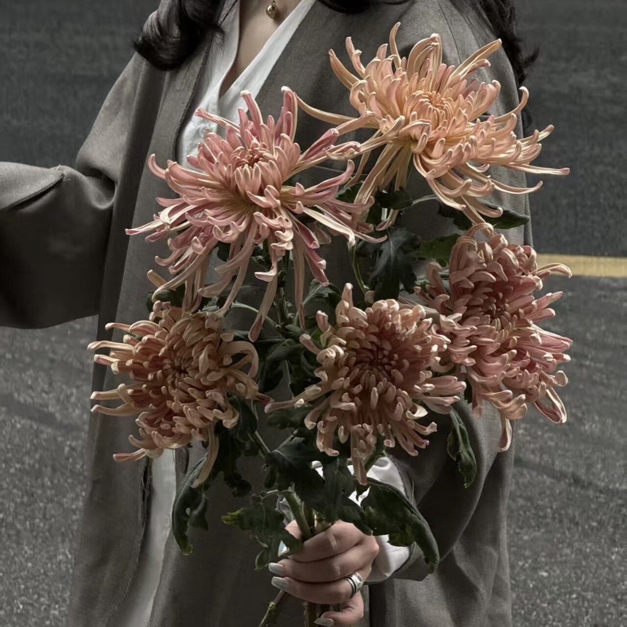 经典中式菊复古维也纳希望菊鲜花