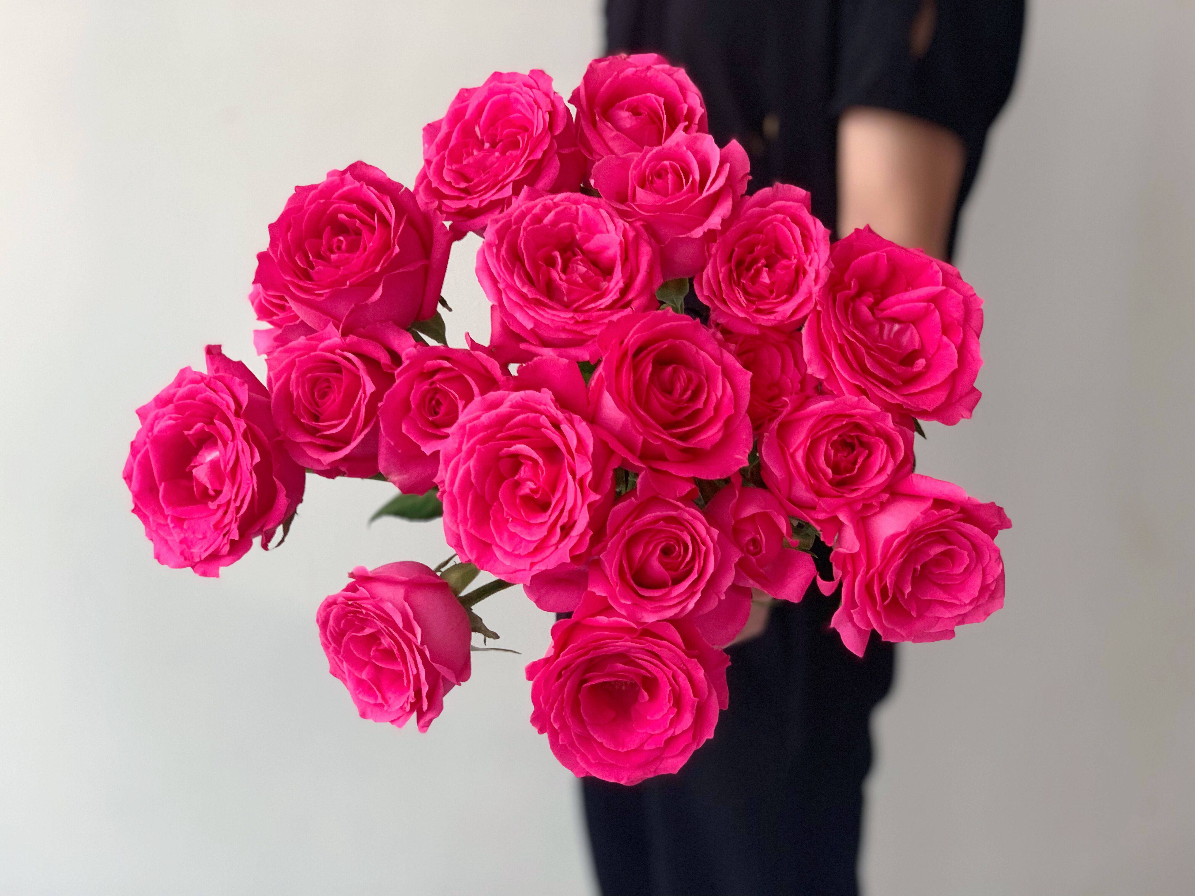 气质型桃红色大桃红玫瑰鲜切花开花颜色跟pinkfloyd同款两束顺丰