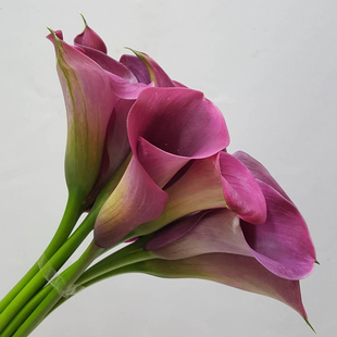 荷兰进口马蹄莲鲜花海芋花鲜花彩色多色可选家庭办公室插花水养