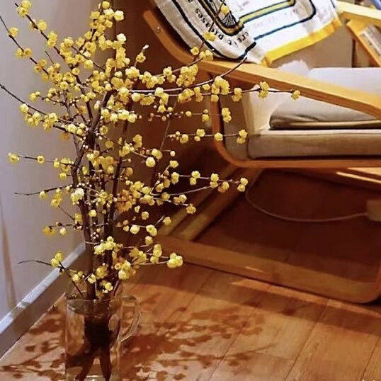 满室生香中国腊梅鲜切花家居插花
