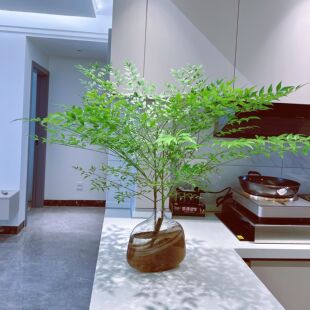 气质自然风绿植绿色南天竹兰天竺鲜切花云南直发插花水养家居切枝