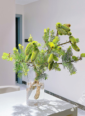 稀有小众山间野趣花材绿色松塔鲜切枝云南直发插花水养顺丰空