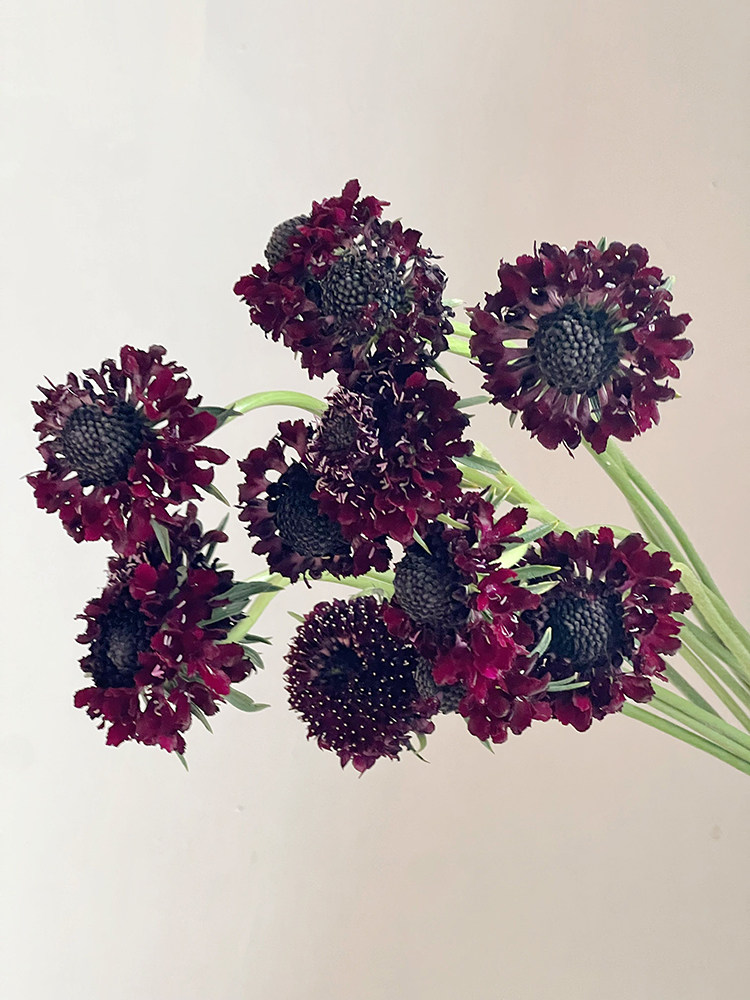 满满高级感丝绒质感黑紫色松虫草鲜花云南昆明直发插花水养花期长