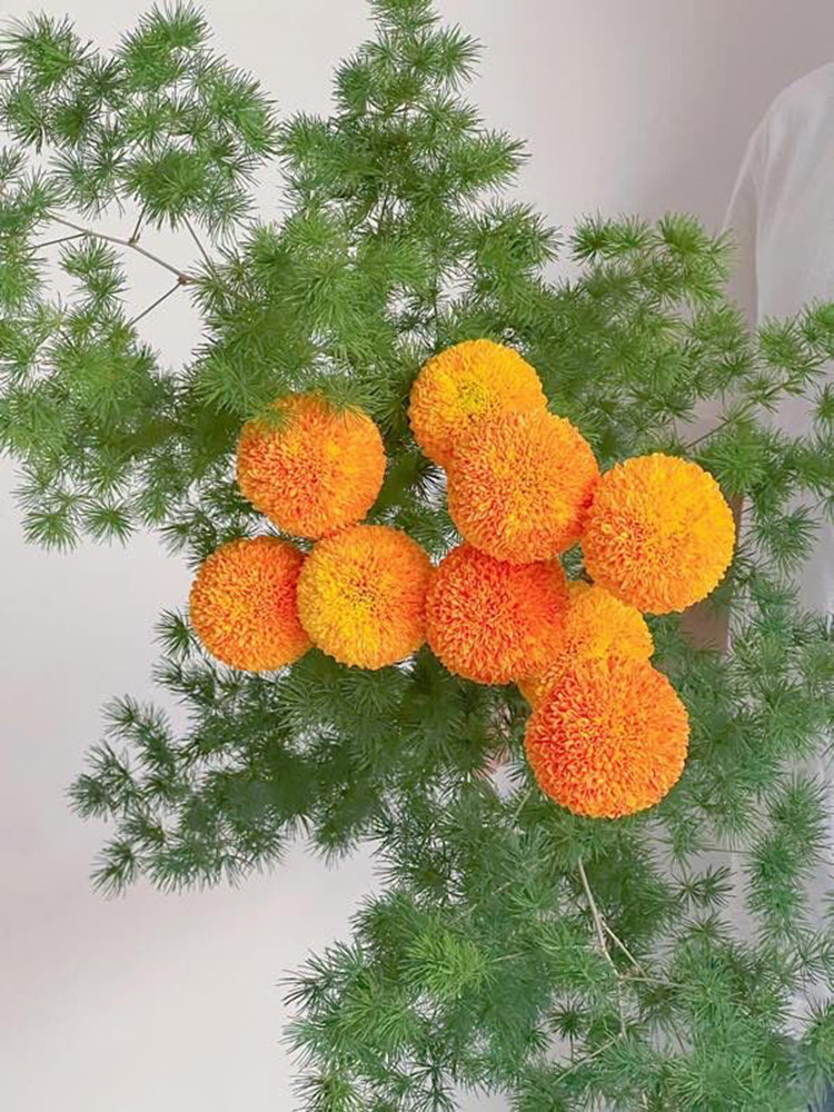 小众新品吸色金色乒乓菊鲜花云南昆明直发插花水养花期长顺丰百搭